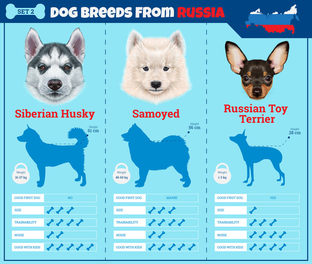 Dogs breed vector infographics types of dog breeds from Russia. - Vector, Image