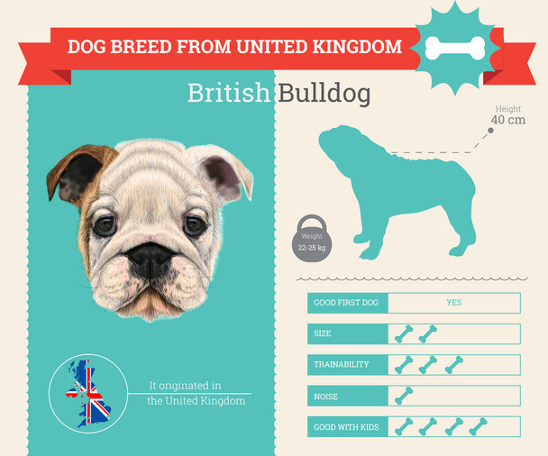 İngiliz bulldog ırkı vektör infographics - Vektör, Görsel