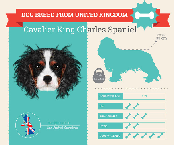 Cavaleiro Rei Charles Spaniel Dog raça vetor infográficos
 - Vetor, Imagem