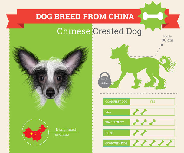 Chinês Crested Dog infográficos vetor raça
. - Vetor, Imagem