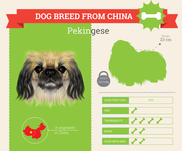 Pekingese Dog breed vector infographics. - Vector, Image