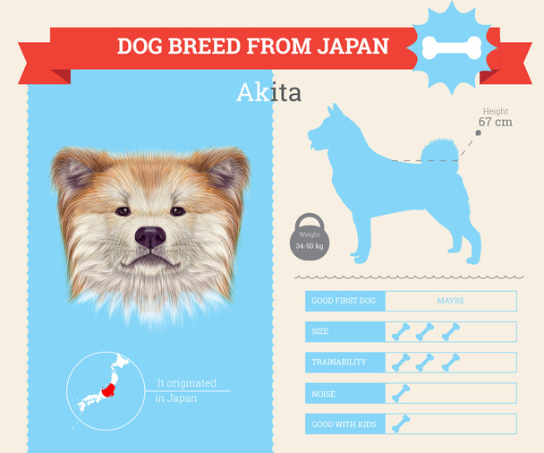 Векторная инфографика породы Akita Inu Dog
. - Вектор,изображение