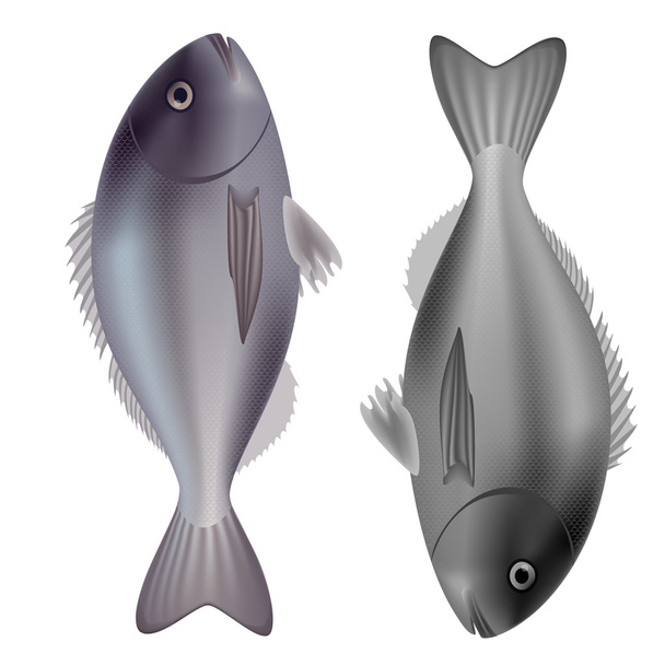 Dorado pesce viola e grigio isolato su sfondo bianco. Illustrazione vettoriale
 - Vettoriali, immagini