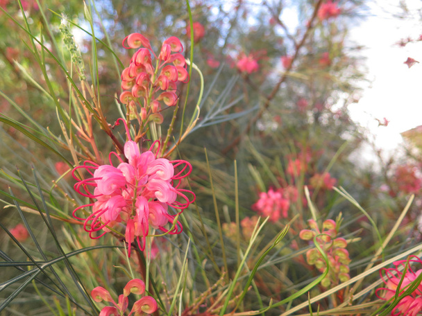 Grevilla flowering shrub - Photo, Image