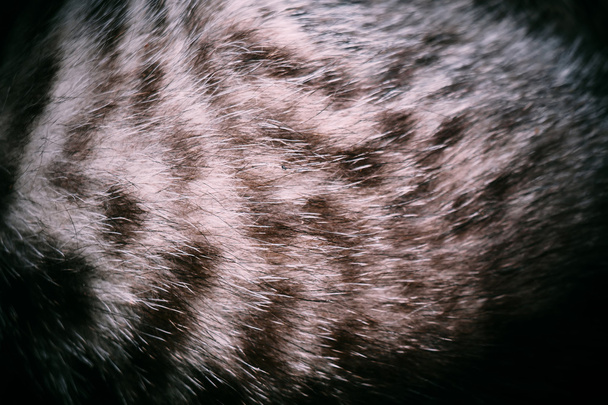Little Tabby Kitten Fur Macro - Photo, Image