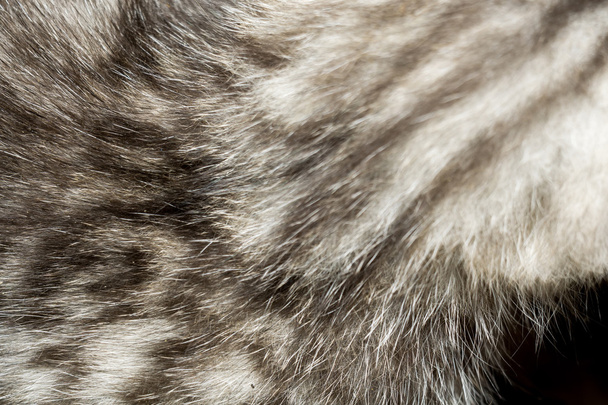 Little Tabby Kitten Fur Macro - Photo, Image