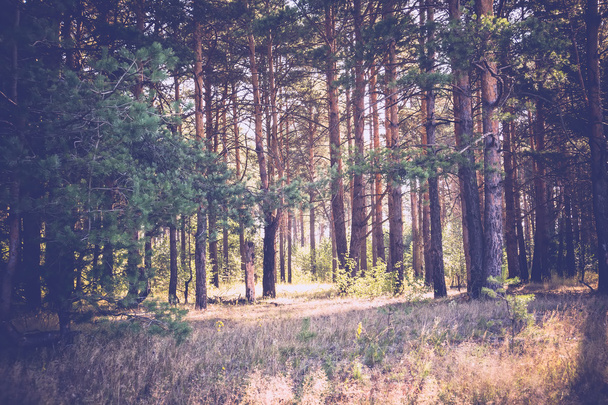 Morning in the Pine Forest Retro - Photo, Image