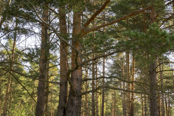 Pine Trees in the Morning - Fotoğraf, Görsel