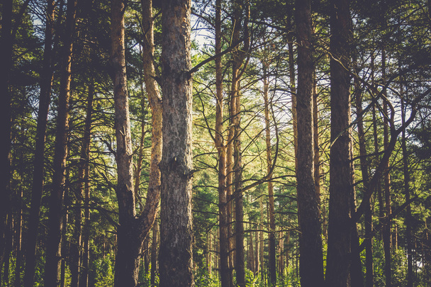 松の木のマクロ フィルター - 写真・画像
