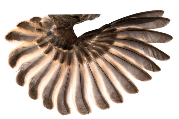vleugels van de vogel geïsoleerd op wit  - Foto, afbeelding