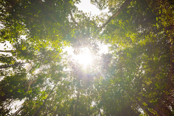 Тропічні тропічні ліси Ландшафтний фон зелене дерево
 - Фото, зображення
