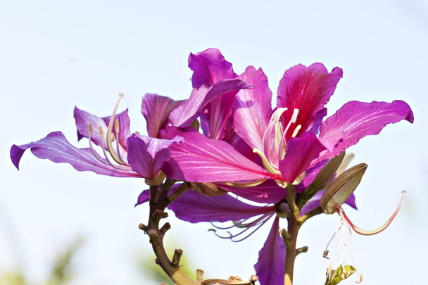 güzel bauhinia çiçek - Fotoğraf, Görsel