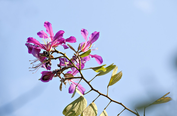 güzel bauhinia çiçek - Fotoğraf, Görsel
