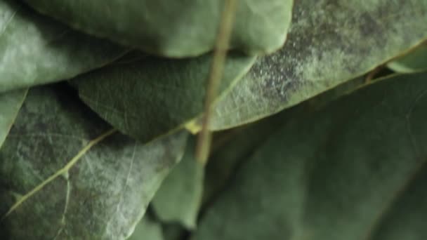 Spice: bay leaf in macro - Video, Çekim