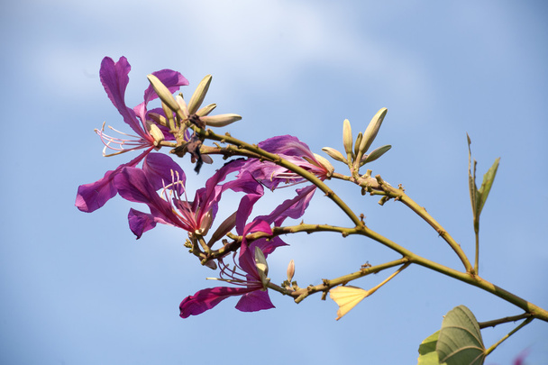 the beautiful bauhinia flower - Photo, Image