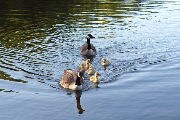 Canadian Geese family - Foto, Bild