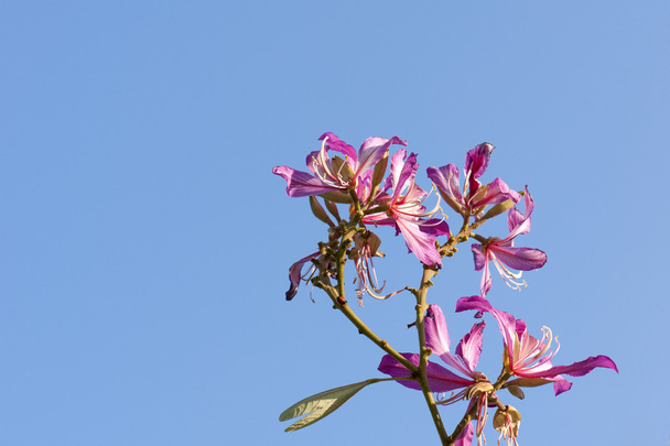 the beautiful bauhinia flower - Photo, Image