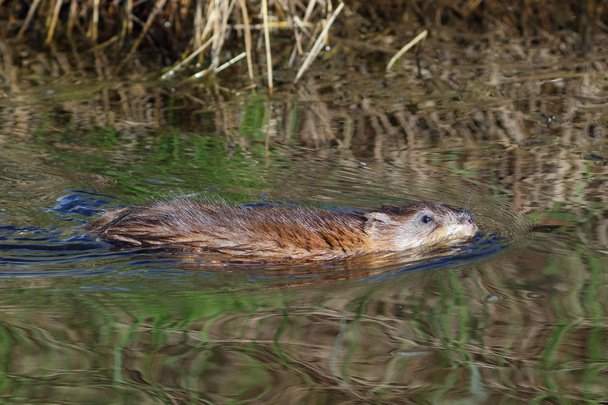 Rodent on a bog - Foto, imagen