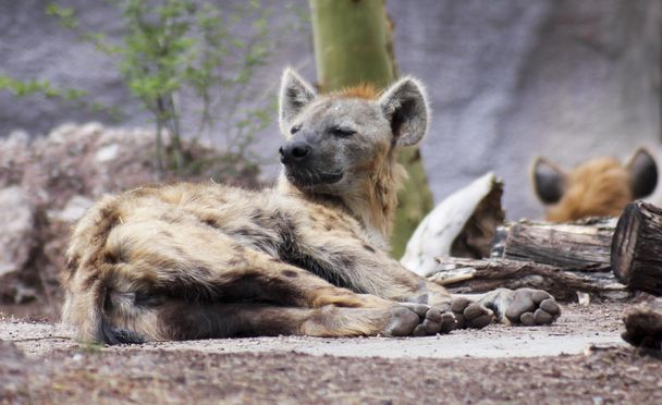 Hyena, Hyaenidae, se probudil z jeho architektury Nap - Fotografie, Obrázek