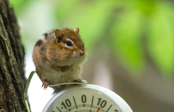 Ciekaw chipmunk (tamias) siedzi na szczycie zegarowego w chłodnym cieniu. Mała wiewiórka wstrzymane na zewnątrz termometr. - Zdjęcie, obraz