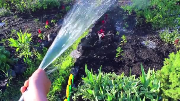 el muchacho derrama agua sobre las plantas
 - Imágenes, Vídeo