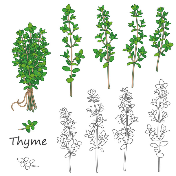 Thyme Twigs  Set - Vector, Image