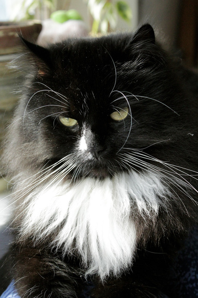 muso di gatto nero
 - Foto, immagini