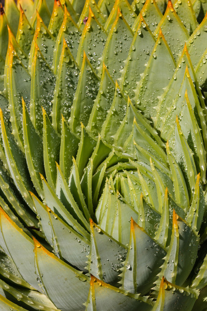 кактусы алоэ с каплями дождя
 - Фото, изображение