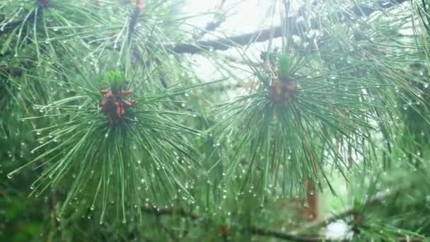 Thuja-Baum mit starkem Regen - Filmmaterial, Video
