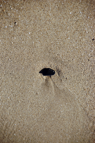 Guijarro negro varado
 - Foto, Imagen