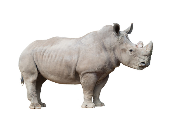 Белый носорог изолирован
  - Фото, изображение