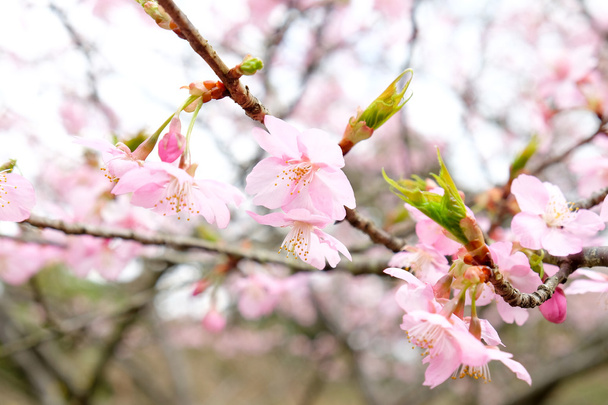 Nahaufnahme einer Sakura-Blütenblume in Japan - Foto, Bild