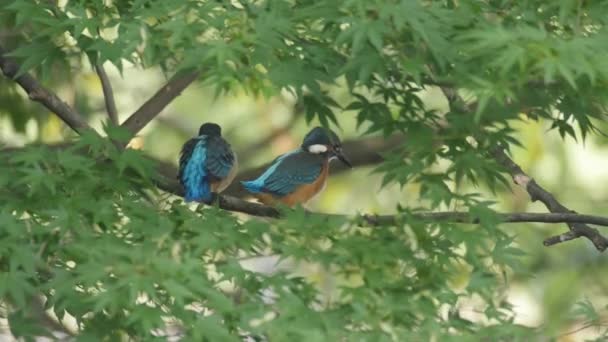 Kingfisher on a branch - Footage, Video