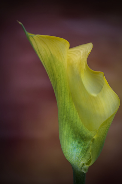 Piękne makro z bliska obraz kolorowy wibrujący calla lily FL - Zdjęcie, obraz