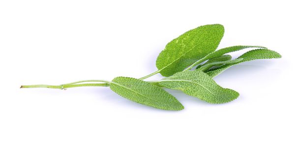 fresh Sage plant on a white background - Photo, Image