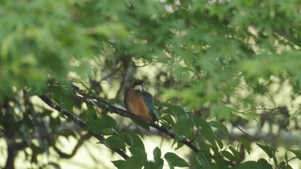 Kingfisher sur une branche
 - Séquence, vidéo