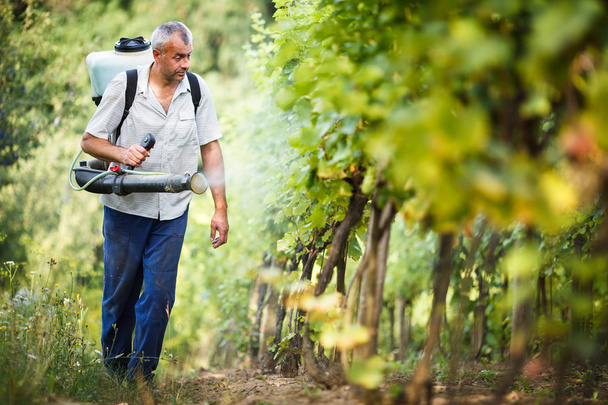 Vintner walking in his vineyard spraying chemicals on his vines - Fotografie, Obrázek