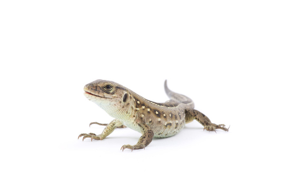 Lizard - Foto, Imagem