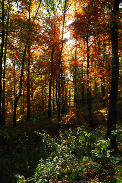 color autumn forest  - Фото, изображение