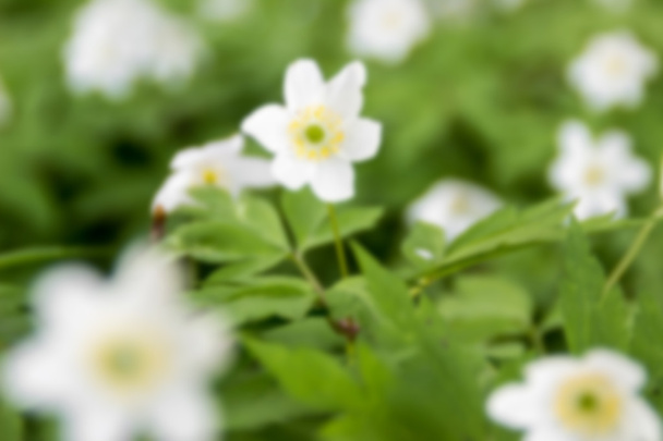Flowers Anemone sylvestris (blurred background) - Photo, Image