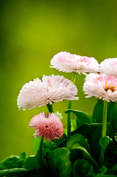 Stunning pink daisies. - Photo, Image