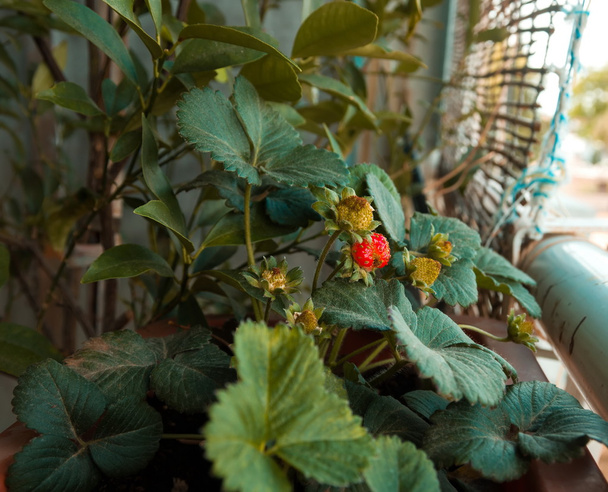 Accueil fraise de culture avec de petites barrières vertes et rouges
 - Photo, image