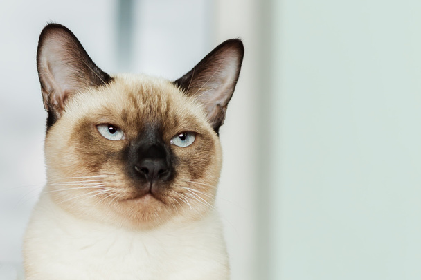 Ağır ve ciddi Tay kedi kesinlikle seyir.  - Fotoğraf, Görsel