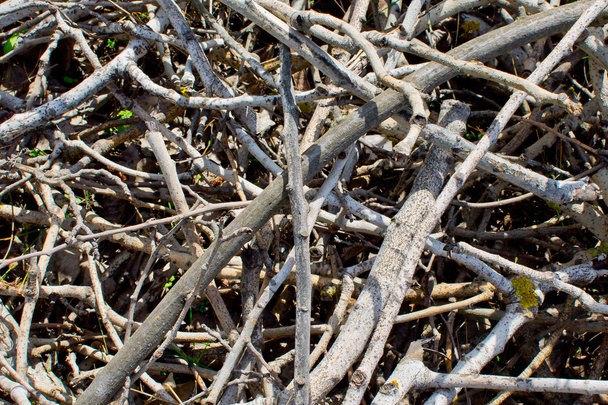 сухие ветви
 - Фото, изображение