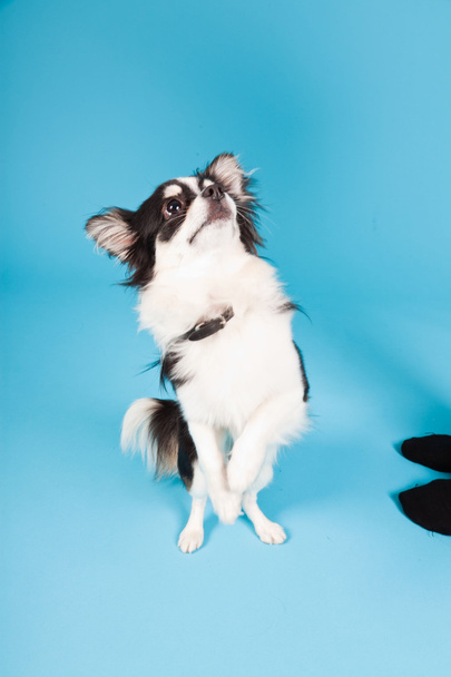 Cute Chihuahua black and white isolated on light blue background. Long hair. Studio portrait. - Foto, Imagem
