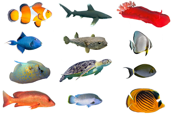 Fish species - index of red sea fish  - Photo, Image