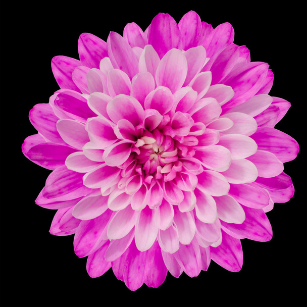 kwiat różowy chryzantemy na czarnym tle - Zdjęcie, obraz