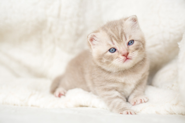 Lekkie zwisłouche kotka z niebieskie oczy na maty futro - Zdjęcie, obraz
