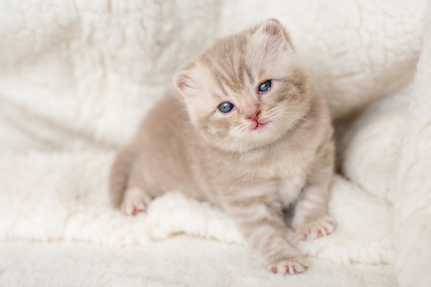 Lekkie zwisłouche kotka z niebieskie oczy na maty futro - Zdjęcie, obraz