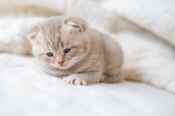 Weinig licht droeve kitten met blauwe ogen op een mat van bont - Foto, afbeelding